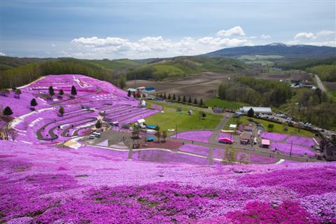 ひがしもこと芝桜公園(5月撮影)　見頃時期：5月上旬〜5月下旬